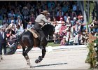 Pferd International 183
